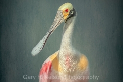 A Spoonbill in the Outdoor Studio