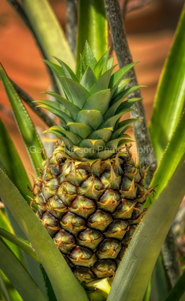 Green Thumb Pineapple