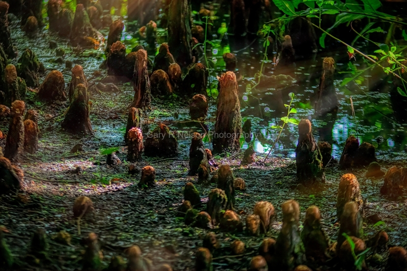 Children of the Swamp